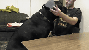 Earmuffs for Pets: Are They Necessary?