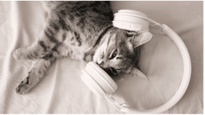 Earmuffs for Cats: A Quick Guide to Protecting Your Cat's Ears